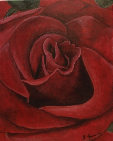 Red rose