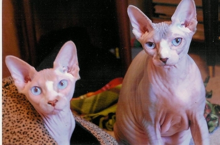 Sphynx cats photo