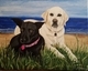 Two dogs at the beach